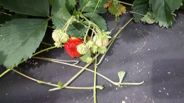 ЗАЧИЩАЮ ЗЕМЛЯНИКУ