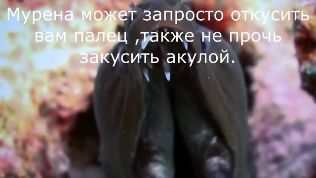 Плоскохвост, ядовитая змея. Охотник на мурен. смотреть онлайн