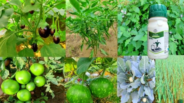 Bayer Luna Experience fungicide | Fluopyram + Tebuconazole | Luna | Systemic Fungicide смотреть онлайн