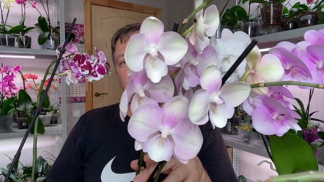 ПЫШНОГУБЫЕ ОРХИДЕИ ?обзор цветущих орхидей БИГ ЛИП ов смотреть онлайн