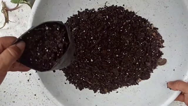syngonium variegated propagation। सिन्गोनियमका प्रोपागेसन। смотреть онлайн