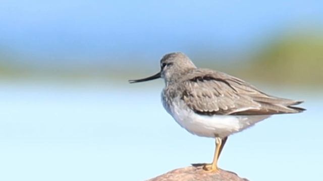 Мородунка. Xenus cinereus. Гибкий клюв. Rhynchokinesis Краниальный кинезис смотреть онлайн