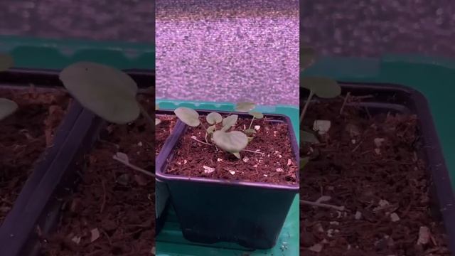 Дихондра Изумрудный водопад | Dichondra #dichondra #дачасвоимируками #садовыйучасток #дачаснуля смотреть онлайн