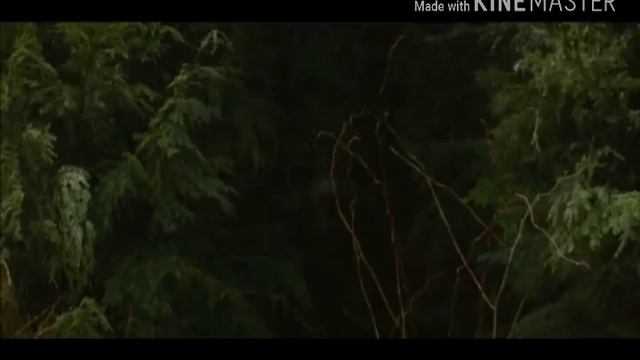 Волк Джейкоб из Сумерки смотреть онлайн