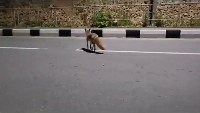 И снова нам встретилась Лиса на дороге, на острове Сахалин. смотреть онлайн