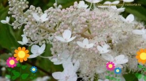 Гортензия метельчатая Флорибунда. Краткий обзор, описание hydrangea paniculata Floribunda