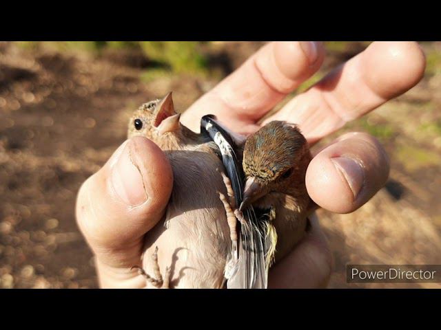 Ловля певчих птиц 29 августа 2021 год. смотреть онлайн