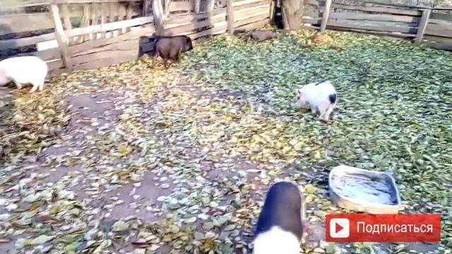 Маленький кабанчик★Ноябрь ★Little kabanchik★Noyabr./Вьетнамские поросята смотреть онлайн
