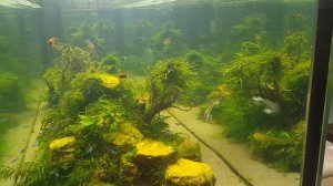 Раттлин EverGreen MARVIE 70