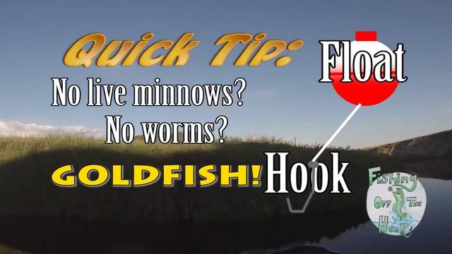 Quick Tips: Bait Up with Goldfish - Fishing Off the Hook смотреть онлайн
