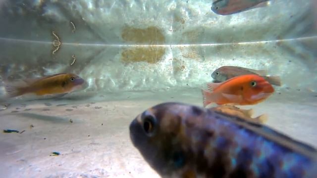 Labeotropheus trewavasae chilumba RED смотреть онлайн