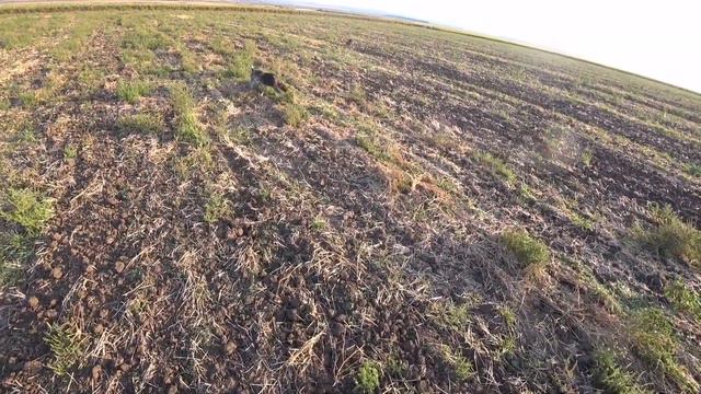 ТРОФЕЙНАЯ ПЕРЕПЁЛКА! ТОЗ-34. Охота с Курцхаарами смотреть онлайн