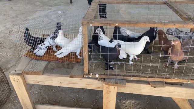 Выставка-ярмарка голубей в Дагестане п.Манас. #Голуби #Махачкала #Дагестан #pigeons #ГолубиДагеста смотреть онлайн