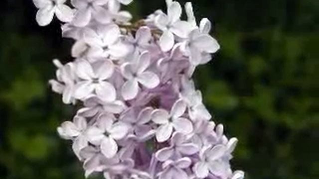 Димыч-Ветка сирени(кавер версия) смотреть онлайн