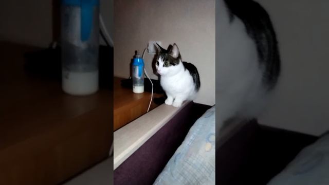 Кошка-Мышка!!!?????? смотреть онлайн