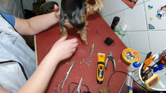 Стрижка йорка машинкой триммером lili ZP295 смотреть онлайн