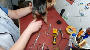 Стрижка йорка машинкой триммером lili ZP295