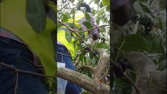 দেশী কালো জাম । Syzygium cumini смотреть онлайн