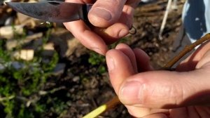 Прививка груши улучшенным способом