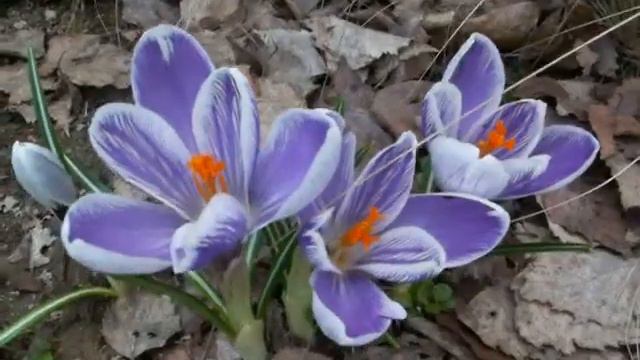 Krokus King Of Striped