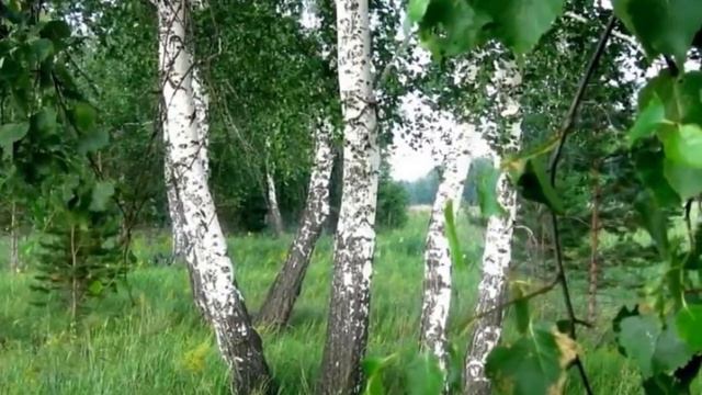 Лишь ты смогла, моя Россия смотреть онлайн