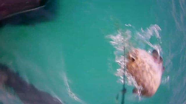 Сом на квок! Подводная съёмка! Ловля на кальмар. Много сома! смотреть онлайн