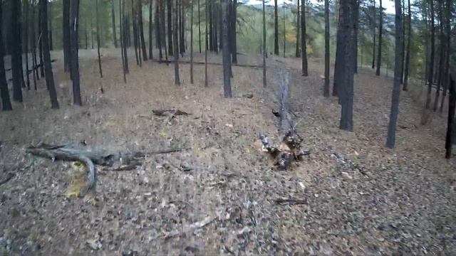 ОХОТА НА СИБИРСКУЮ КОСУЛЮ С ПОДХОДА SIBERIAN ROE DEER HUNTING FROM THE APPROACH Recommended for you смотреть онлайн