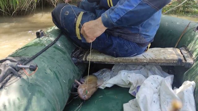 канальный сомик