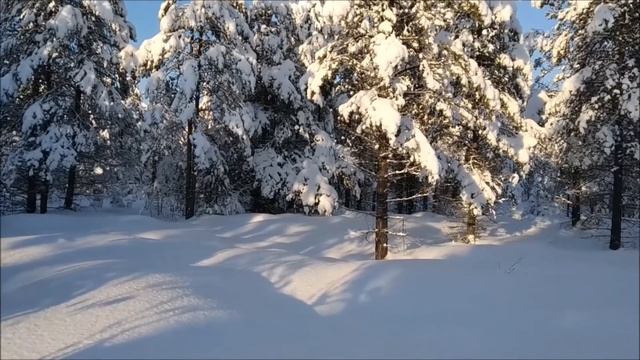 Кругом берёзы, сосны, сказка зимняя.Пушистый снег, замерзший лес в тиши.