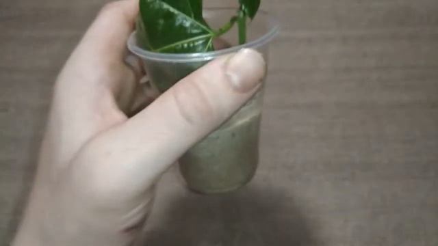 Черенки Пассифлор дали корни смотреть онлайн