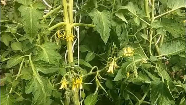 Старый проверенный сорт, с ним всегда с урожаем смотреть онлайн