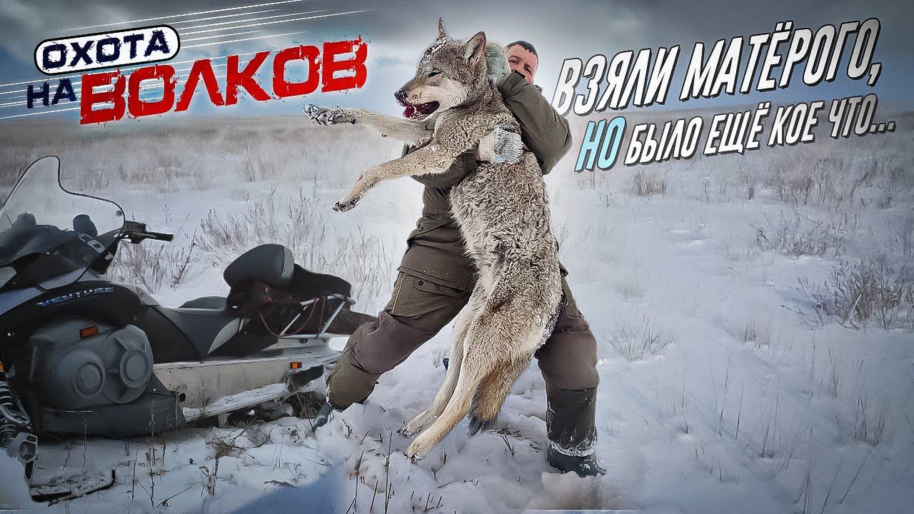 Добыли матерого волка!охота на волков.wolf hunting. смотреть онлайн
