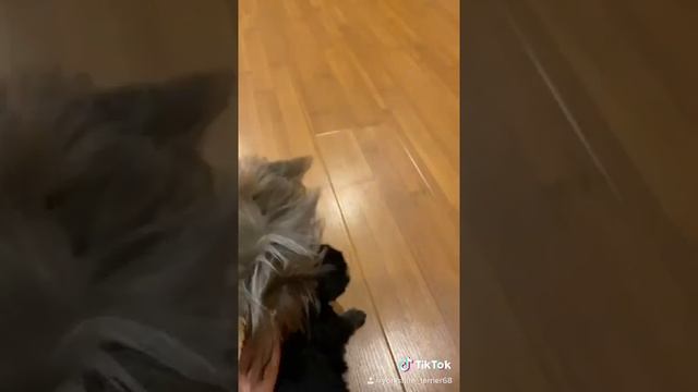 Чёрный йоркширский терьер / щенок йоркширского терьера купить смотреть онлайн