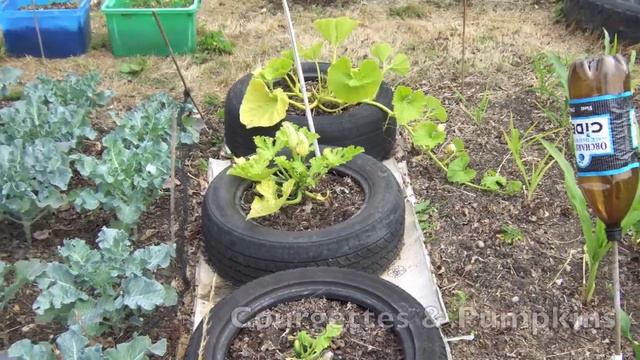 Summer Bloom - Claire's Allotment part 114 смотреть онлайн