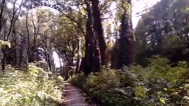 Релакс видео ЛЕС и ЦВЕТЫ