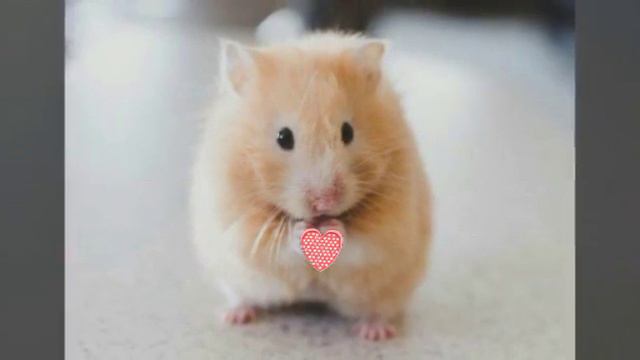 Просто фотки лайк за них плиз😭😭 смотреть онлайн