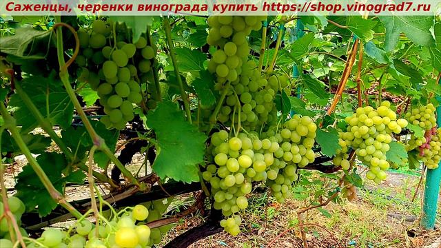 Парад сортов 27.07.24 года виноград Красавчик смотреть онлайн