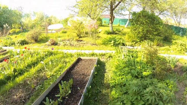 17 мая 2021 на даче, соловьи поют и миндаль цветет смотреть онлайн