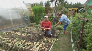 6 соток 30 июля 2024 года. Хроника.