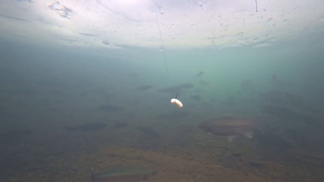 ВОТ ЭТО ЗИМНЯЯ РЫБАЛКА НА ФОРЕЛЬ ЖАРЮ ФОРЕЛЬ С КАРТОШКОЙ КАК КЛЮЕТ ФОРЕЛЬ ПОД ВОДОЙ смотреть онлайн