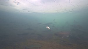 ВОТ ЭТО ЗИМНЯЯ РЫБАЛКА НА ФОРЕЛЬ ЖАРЮ ФОРЕЛЬ С КАРТОШКОЙ КАК КЛЮЕТ ФОРЕЛЬ ПОД ВОДОЙ