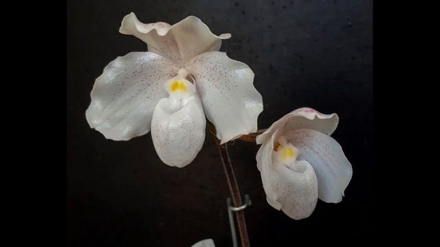 Орхидея Пафиопедилум уход в домашних условиях,сорта с фото смотреть онлайн