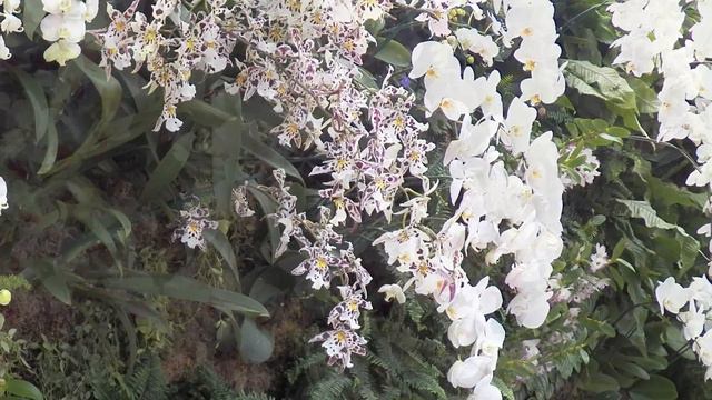 Platrick Blanc Vertical Green Wall Orchids at NYBG 2012 смотреть онлайн