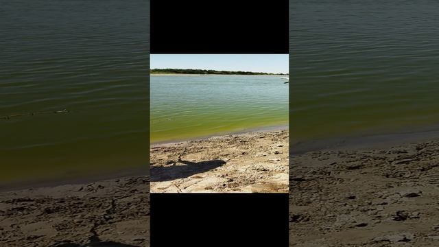 Сомики Сырдарьи