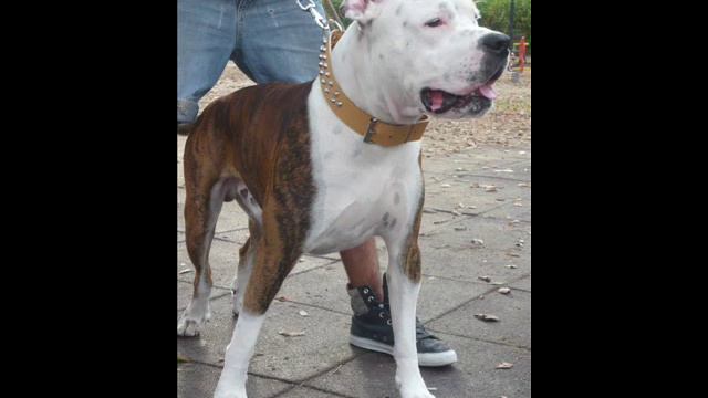 il mio pitbull TYSON смотреть онлайн