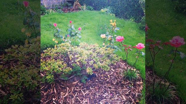 #pretty #flowers #flower #tropical #hibiscus #hibiscusflower #blackeyedsusan #plants #nature #peta смотреть онлайн