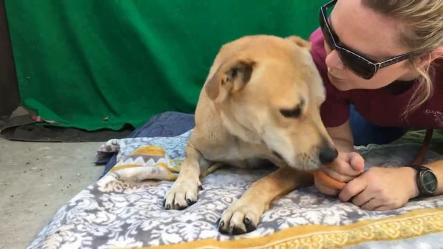 TOP misturas de Labrador com diversas raças de cães [husky, Pitbull, Boxer, pastor Alemão] смотреть онлайн