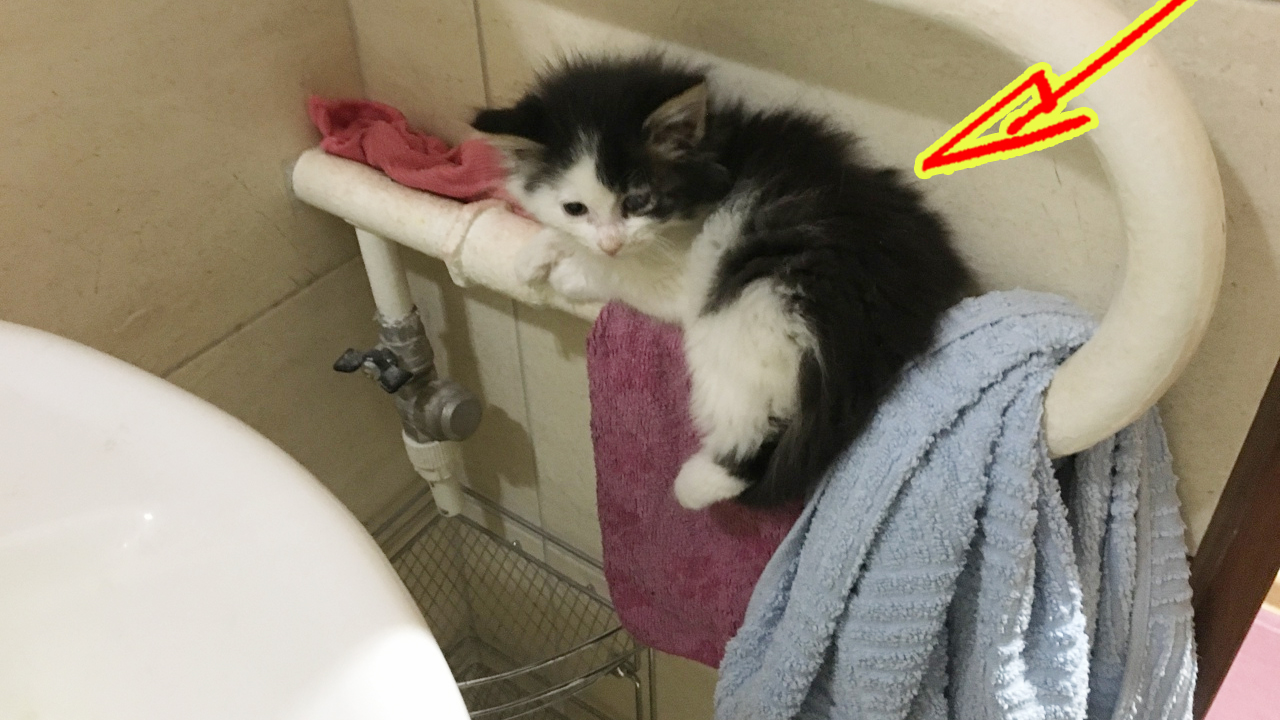 Пёс тащил девушку в сторону ямы, чтобы она спасла маленького слепого котенка смотреть онлайн