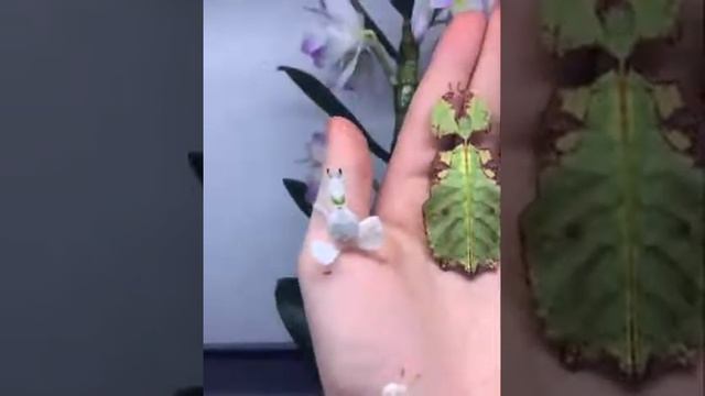 ? Мимикрирующие насекомые. | НАУКА 4.0 смотреть онлайн