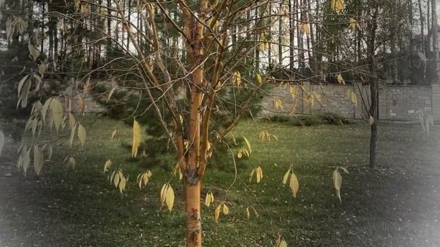 Светлана Романова. "Я такое дерево" (стихи Г.М. Поженяна) смотреть онлайн